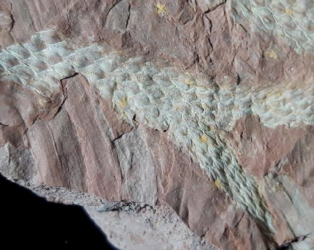 Lepidodendron aculeatum STERNBERG 1820 - Bild © FossNet FossilienStore